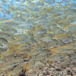 Maspalomas: Discover Scuba Diving with Pickup - Starting Point in Maspalomas with Seamless Transfers