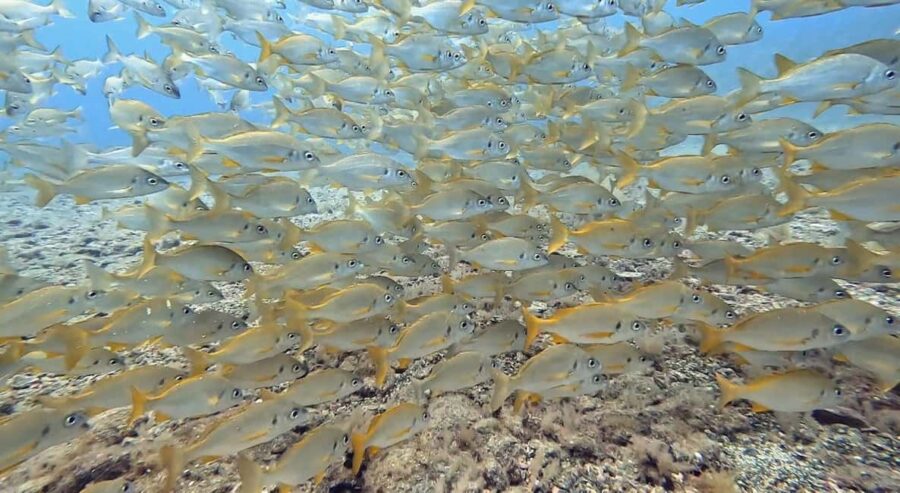 Maspalomas: Discover Scuba Diving with Pickup - Starting Point in Maspalomas with Seamless Transfers