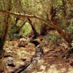 Maspalomas: Hiking in the Waterfalls with Sky Rebels - Discover the Waterfalls and Scenic Trails of Barranco de los Cernícalos