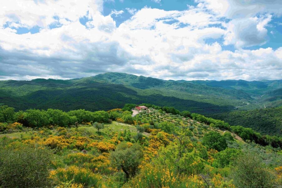 Matera: Pic-Nic under the Centuries-Old Olive Trees - Learning About Olive Oil Production and Local Life