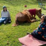 Meditate With Horses - Starting at Holmeshead Farm in Ambleside