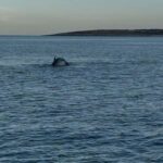 Medulin: Christmas Boat Trip with Lunch and Drinks - The Festive Atmosphere: Christmas Decorations and Music on Board