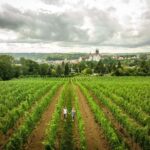 Meißen: Wine hike in the Proschwitzer vineyards including a 3-part wine tasting - Exploring the Proschwitzer Vineyards’ Heritage