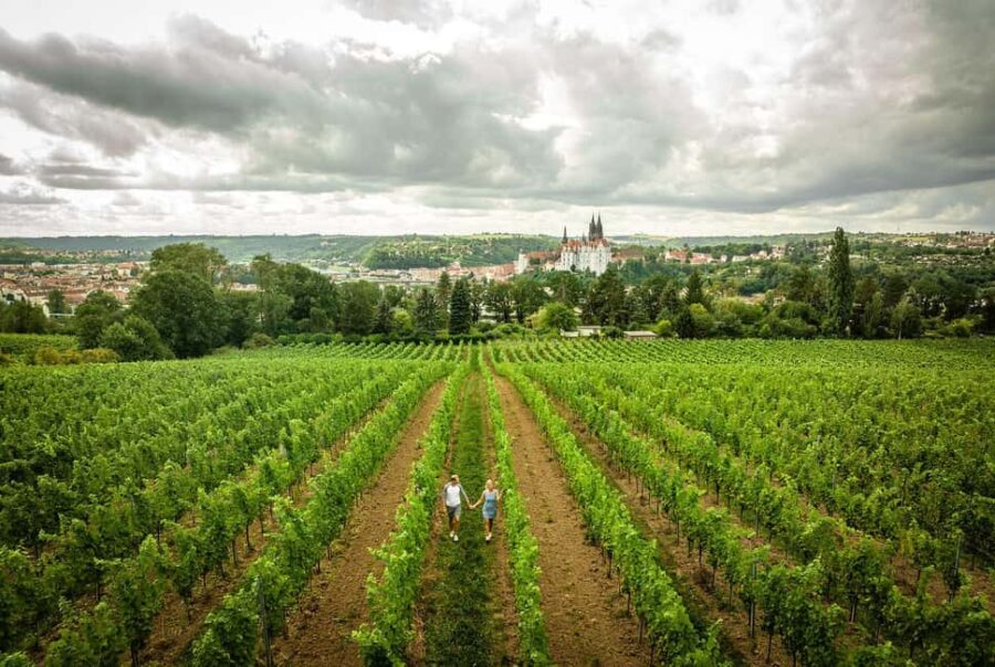 Meißen: Wine hike in the Proschwitzer vineyards including a 3-part wine tasting - Exploring the Proschwitzer Vineyards’ Heritage