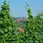 Meissen: Wine hike in the Spaargebirge including 3 wine tastings - Starting Point at Vincenz Richter Winery