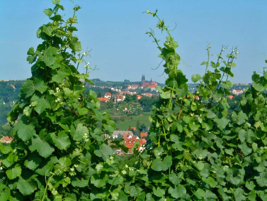 Meissen: Wine hike in the Spaargebirge including 3 wine tastings - Starting Point at Vincenz Richter Winery