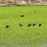 Melides: Moto 4 | Rice fields & Coastal Tour - Starting Point at Lagoa de Santo André and Safety Briefing