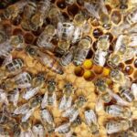 Melissini Beekeeping Experience - What to Expect During the Beekeeping Briefing