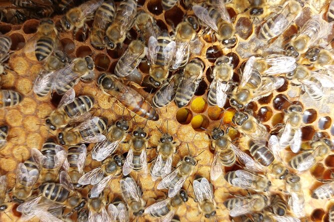 Melissini Beekeeping Experience - What to Expect During the Beekeeping Briefing