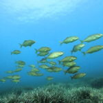 Menorca: Bautizo de buceo en aguas cristalinas con fotos - Starting Point at Bluewater Menorca Diving Centre