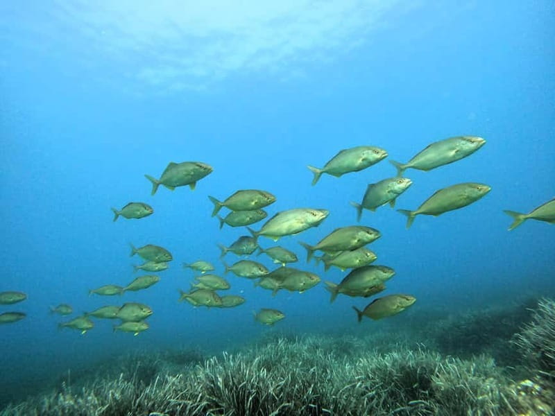 Menorca: Bautizo de buceo en aguas cristalinas con fotos - Starting Point at Bluewater Menorca Diving Centre