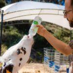 Menorca: Guided visit to the Subaida cheese factory, - Visiting the Subaida Farm in Menorca