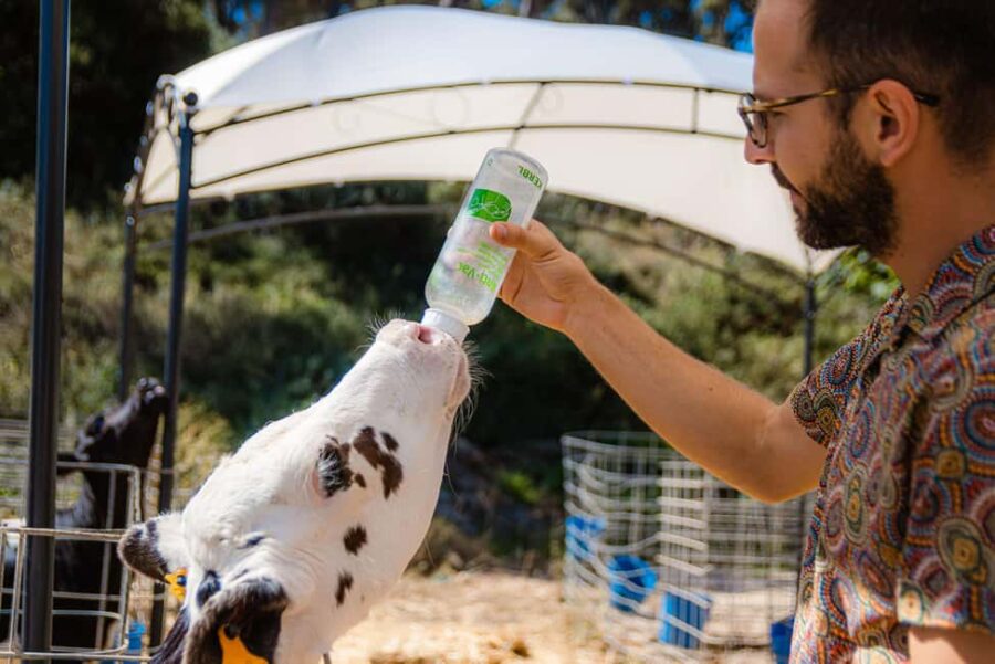 Menorca: Guided visit to the Subaida cheese factory, - Visiting the Subaida Farm in Menorca