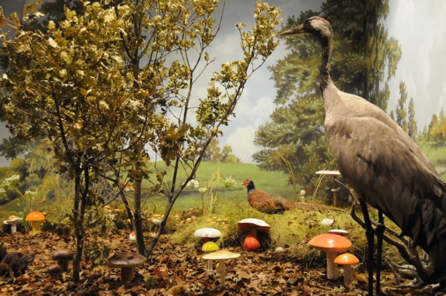 Meteora: Natural History Museum and Mushroom Museum Tour - Discover the Unique Mushroom Collection and Sculptures