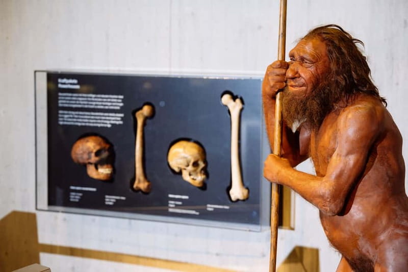 Mettmann: Neanderthal Museum Admission Ticket - The Neanderthal Museum: A Window into Our Origins