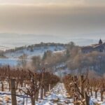 Milan, Oltrepò Winter Time: Craft & Bottle Your Own Wine - Discover Oltrepò Pavese’s Authentic Vineyards and Scenery