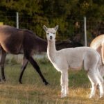 Mödling/Vienna: Scenic Guided Hike with Alpacas and Llamas - Interacting with Alpacas and Llamas Named After Middle-earth Characters
