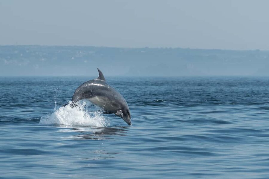 Molène Archipelago: Sea trips from Crozon. Seals, dolphins, - The 7-Hour Marine Odyssee on the Molène Archipelago