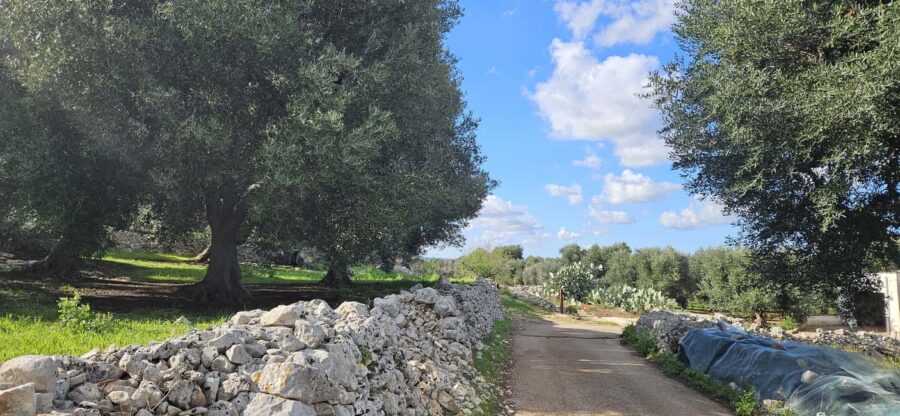 Monopoli: Exclusive E-Bike Ride by Sea & Olive Groves - Choosing Between the Morning and Sunset Ride