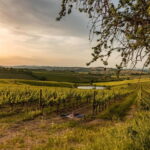 Montalcino: Vineyard Picnic with Rosso di Montalcino Wine - A Private Picnic Amidst Montalcino’s Vineyards