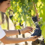 Montalcino: Winery Tour & Brunello Vertical Tasting - Vineyard and Vaulted Cellar Tour