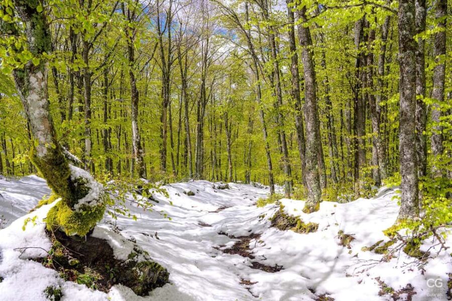 Monte Falco: Snowshoeing in the Casentino Forests Park - Walking Through the White Beech Forest