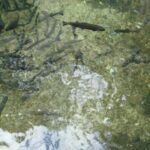 Montenegro & Bosnia 2 Countries in 1 Day Tour from Dubrovnik - Starting from Dubrovnik to Trebinje, Bosnia