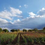 Montepulciano: Winery Tour, Tasting, and Vineyard Picnic - Montepulciano: The Starting Point for a Scenic Winery Experience