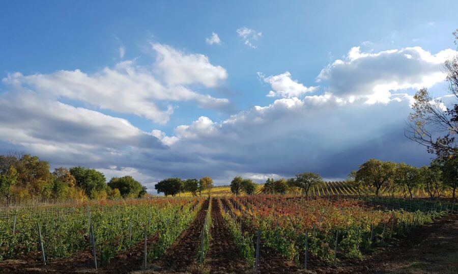 Montepulciano: Winery Tour, Tasting, and Vineyard Picnic - Montepulciano: The Starting Point for a Scenic Winery Experience