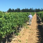 Montpellier Wine and Oyster Tour - Vineyard Visit at a Historic Wine Estate