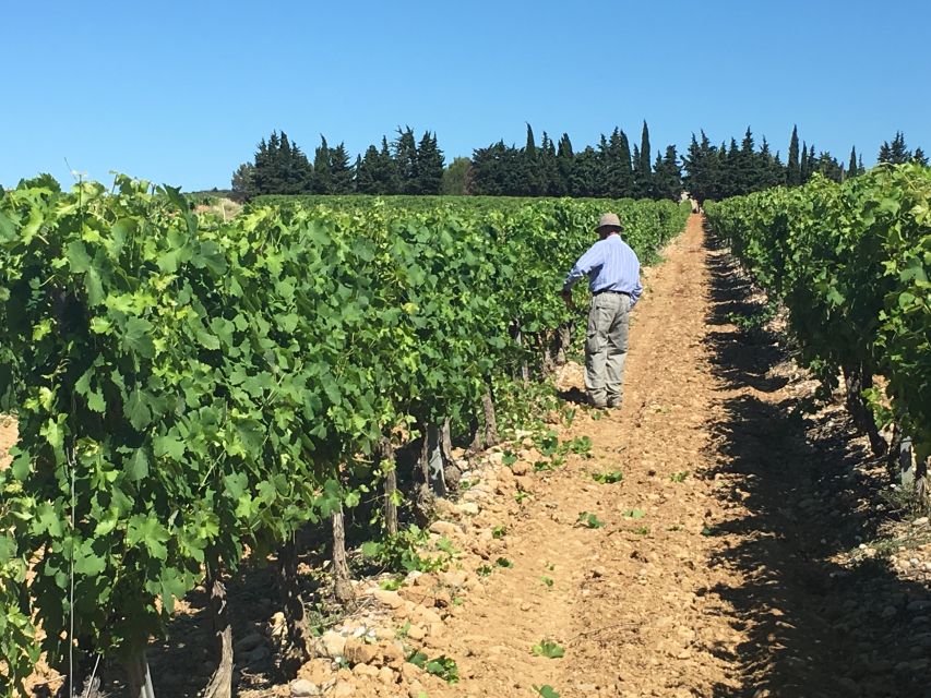 Montpellier Wine and Oyster Tour - Vineyard Visit at a Historic Wine Estate