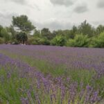 Montpellier:Journée Huile d'Olive, Vin, St Guilhem le Désert - The Value of a Personalized, Expert-Led Tour