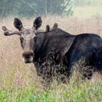 Moose Safari Bodo, Norway, Meet the Largest Land Animal in Europe - Key Points