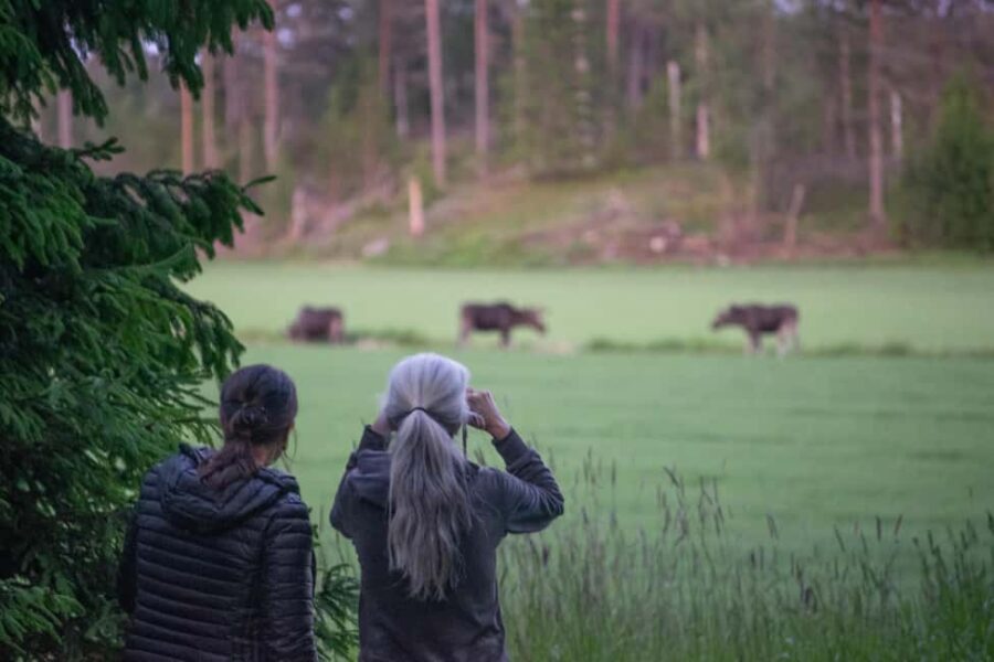 Moose safari with campfire dinner from Helsinki - Traditional Finnish Campfire Experience in the Forest