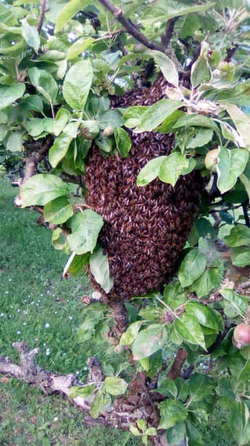 Morbihan: Beekeeping experience at Le Tour Du Parc - Discovering the Presquile de Rhuys Apiary School