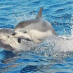 Morro Jable: 2 Hours Magic Dolphin & Whale watching with Drinks & Swim Stop. - A Deep Dive into the Marine Wildlife of Fuerteventura