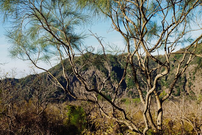 Mount Vesuvius Skip the Line Ticket + Multilingual Audio Guide - The Ascent and Walking Experience