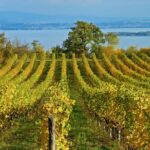 Mt Vesuvius - Exploring Mount Vesuvius’ Crater and Views