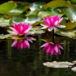 MUCBO | Jardí Botànic de Sóller - Balearic Museum of Natural Sciences - The Only Botanical Garden on Mallorca: A Living Collection of Plants