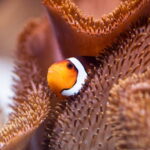 Munich: Day Ticket to Sea Life - Location and Meeting Point at Willi-Daume-Platz 1