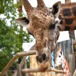 Murcia: Terra Natura Murcia Ticket Entry - How the Water Park Complements the Zoo Experience