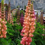 Murren - Private Guided Walking Tour - Visiting Switzerland’s Oldest Palace: The Hotel Mürren Palace