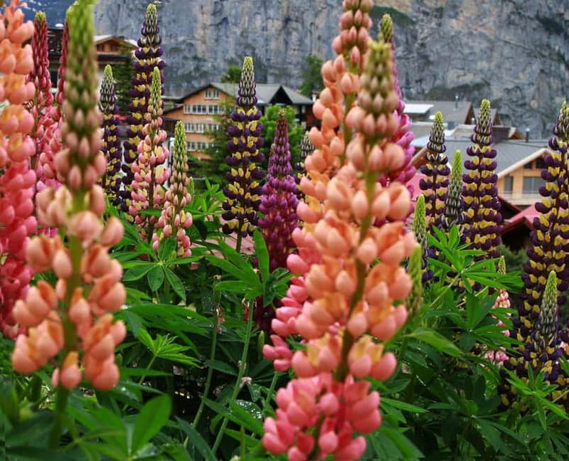 Murren - Private Guided Walking Tour - Visiting Switzerland’s Oldest Palace: The Hotel Mürren Palace