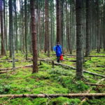 Mushroom picking in the forests near Riga - Guided Tour Led by Armands: Expert Knowledge in Latvia’s Forests