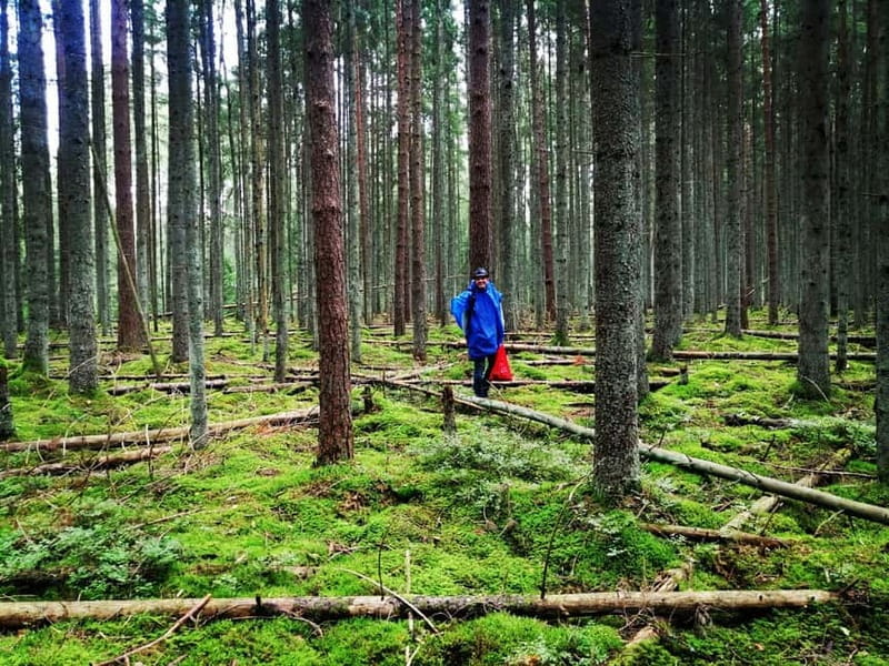 Mushroom picking in the forests near Riga - Guided Tour Led by Armands: Expert Knowledge in Latvia’s Forests