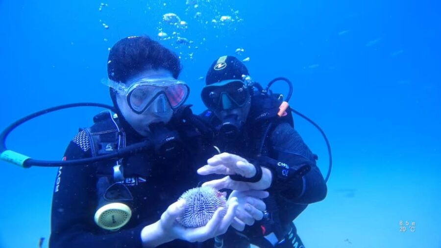 My first scuba dive in the Ocean from Madeira - The Location: Garajau Marine Reserve’s Unique Underwater Environment