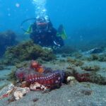 My First Scuba Dive into the Ocean from Terceira - Azores - Starting Point at Porto das Pipas