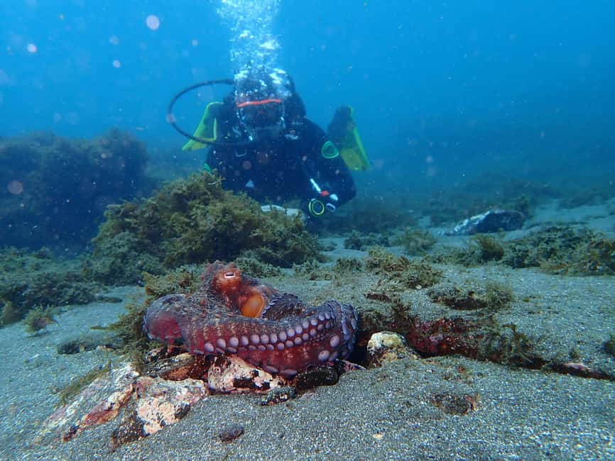 My First Scuba Dive into the Ocean from Terceira - Azores - Starting Point at Porto das Pipas