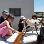 Mykonian Farm Experience - Highlighting the Farm Tour Experience