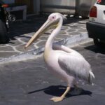 Mykonos: Cruise Ship Terminal Pickup & Sightseeing Tour - Discovering Armenistis Lighthouse and Panoramic Views